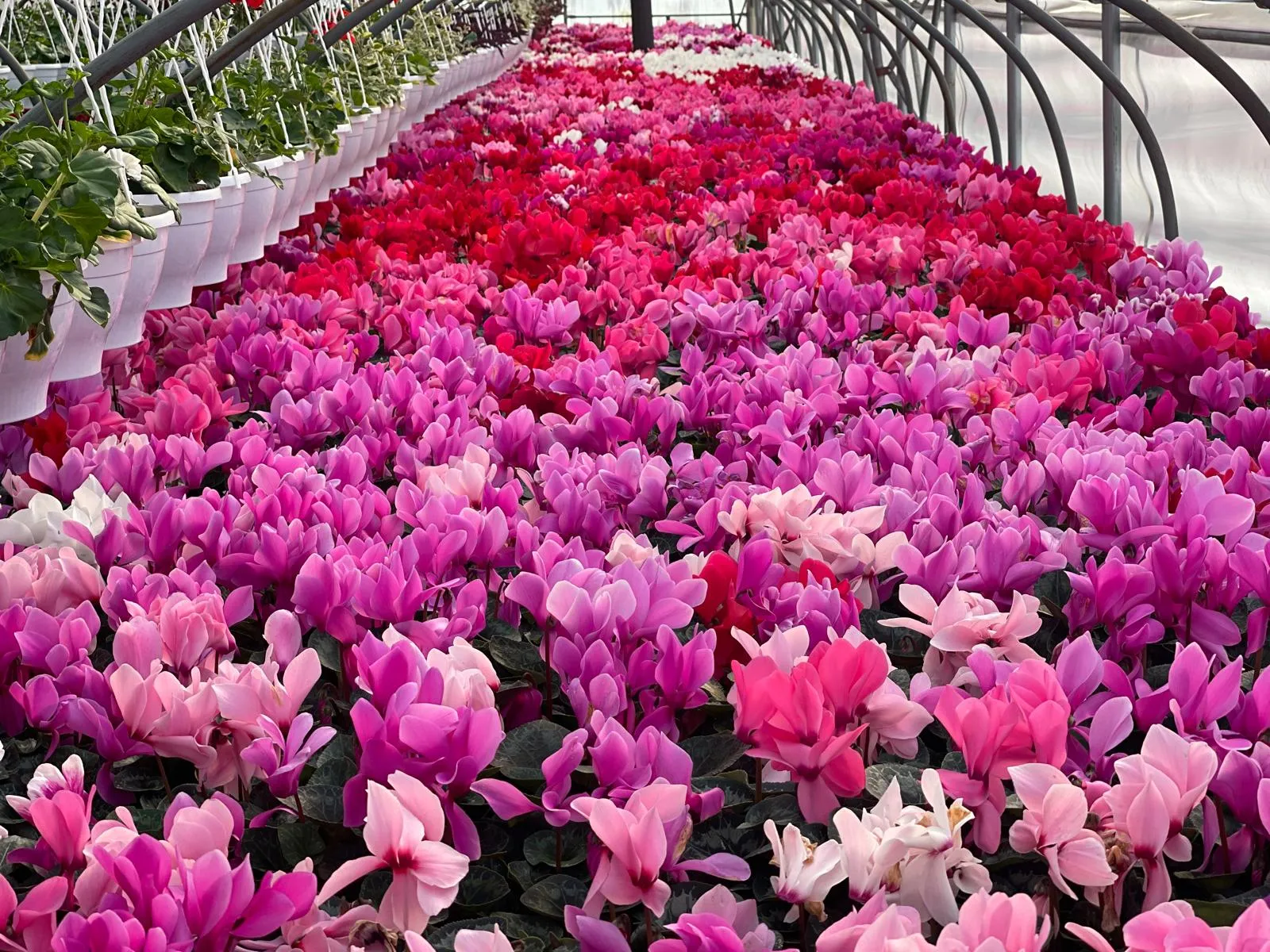 Plastenik pun rascvjetalih ciklama u nijansama roze, ljubičaste i crvene.